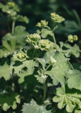 Alchemilla Mollis Thriller