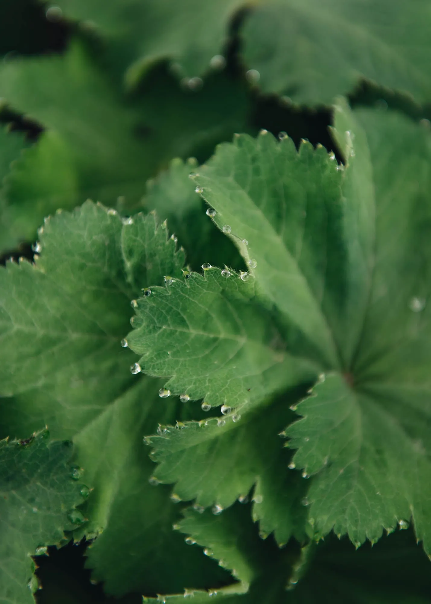 Alchemilla Mollis Thriller